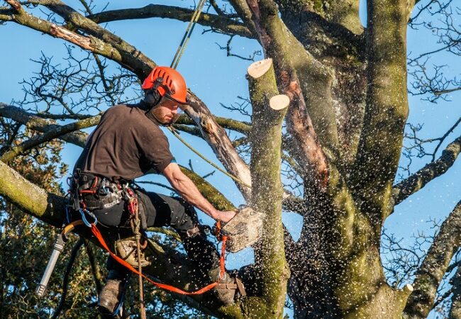 Aventura-South Florida Tree Trimming and Stump Grinding Services-We Offer Tree Trimming Services, Tree Removal, Tree Pruning, Tree Cutting, Residential and Commercial Tree Trimming Services, Storm Damage, Emergency Tree Removal, Land Clearing, Tree Companies, Tree Care Service, Stump Grinding, and we're the Best Tree Trimming Company Near You Guaranteed!
