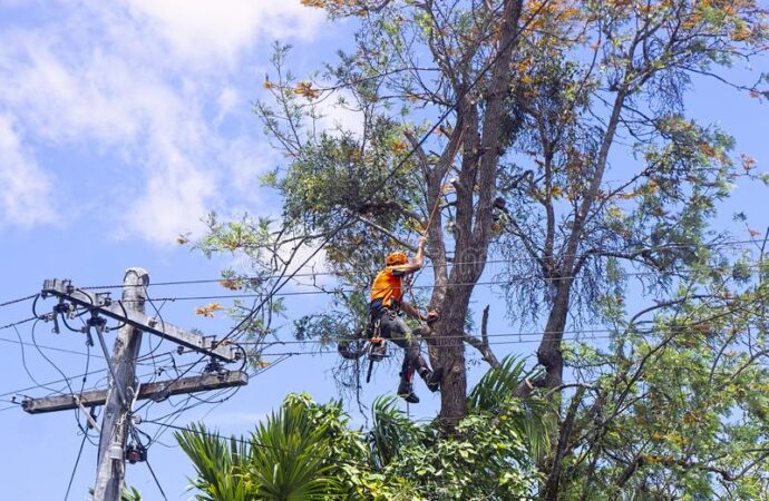 Dania Beach-South Florida Tree Trimming and Stump Grinding Services-We Offer Tree Trimming Services, Tree Removal, Tree Pruning, Tree Cutting, Residential and Commercial Tree Trimming Services, Storm Damage, Emergency Tree Removal, Land Clearing, Tree Companies, Tree Care Service, Stump Grinding, and we're the Best Tree Trimming Company Near You Guaranteed!