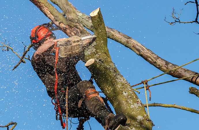 Doral-South Florida Tree Trimming and Stump Grinding Services-We Offer Tree Trimming Services, Tree Removal, Tree Pruning, Tree Cutting, Residential and Commercial Tree Trimming Services, Storm Damage, Emergency Tree Removal, Land Clearing, Tree Companies, Tree Care Service, Stump Grinding, and we're the Best Tree Trimming Company Near You Guaranteed!