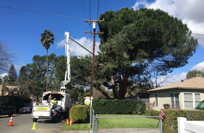Fort Lauderdale-South Florida Tree Trimming and Stump Grinding Services-We Offer Tree Trimming Services, Tree Removal, Tree Pruning, Tree Cutting, Residential and Commercial Tree Trimming Services, Storm Damage, Emergency Tree Removal, Land Clearing, Tree Companies, Tree Care Service, Stump Grinding, and we're the Best Tree Trimming Company Near You Guaranteed!