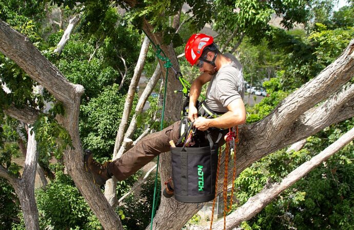 Golden Glades-South Florida Tree Trimming and Stump Grinding Services-We Offer Tree Trimming Services, Tree Removal, Tree Pruning, Tree Cutting, Residential and Commercial Tree Trimming Services, Storm Damage, Emergency Tree Removal, Land Clearing, Tree Companies, Tree Care Service, Stump Grinding, and we're the Best Tree Trimming Company Near You Guaranteed!