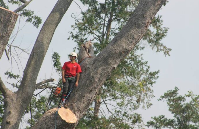 Lauderdale Lakes-South Florida Tree Trimming and Stump Grinding Services-We Offer Tree Trimming Services, Tree Removal, Tree Pruning, Tree Cutting, Residential and Commercial Tree Trimming Services, Storm Damage, Emergency Tree Removal, Land Clearing, Tree Companies, Tree Care Service, Stump Grinding, and we're the Best Tree Trimming Company Near You Guaranteed!