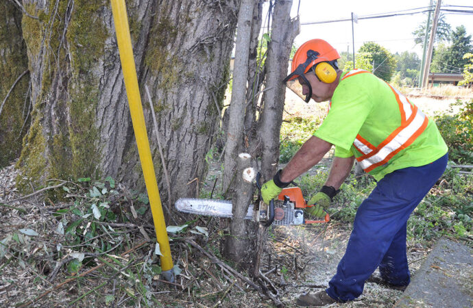 Palm Beach Island-South Florida Tree Trimming and Stump Grinding Services-We Offer Tree Trimming Services, Tree Removal, Tree Pruning, Tree Cutting, Residential and Commercial Tree Trimming Services, Storm Damage, Emergency Tree Removal, Land Clearing, Tree Companies, Tree Care Service, Stump Grinding, and we're the Best Tree Trimming Company Near You Guaranteed!