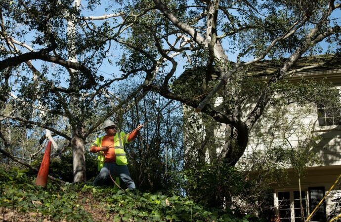 Royal Palm Beach-South Florida Tree Trimming and Stump Grinding Services-We Offer Tree Trimming Services, Tree Removal, Tree Pruning, Tree Cutting, Residential and Commercial Tree Trimming Services, Storm Damage, Emergency Tree Removal, Land Clearing, Tree Companies, Tree Care Service, Stump Grinding, and we're the Best Tree Trimming Company Near You Guaranteed!