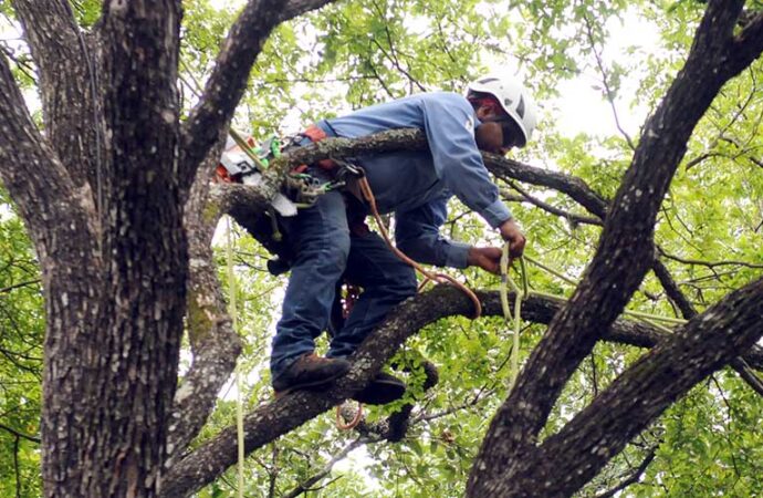 Tamiami-South Florida Tree Trimming and Stump Grinding Services-We Offer Tree Trimming Services, Tree Removal, Tree Pruning, Tree Cutting, Residential and Commercial Tree Trimming Services, Storm Damage, Emergency Tree Removal, Land Clearing, Tree Companies, Tree Care Service, Stump Grinding, and we're the Best Tree Trimming Company Near You Guaranteed!