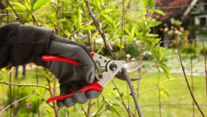 Tree Pruning-South Florida Tree Trimming and Stump Grinding Services-We Offer Tree Trimming Services, Tree Removal, Tree Pruning, Tree Cutting, Residential and Commercial Tree Trimming Services, Storm Damage, Emergency Tree Removal, Land Clearing, Tree Companies, Tree Care Service, Stump Grinding, and we're the Best Tree Trimming Company Near You Guaranteed!