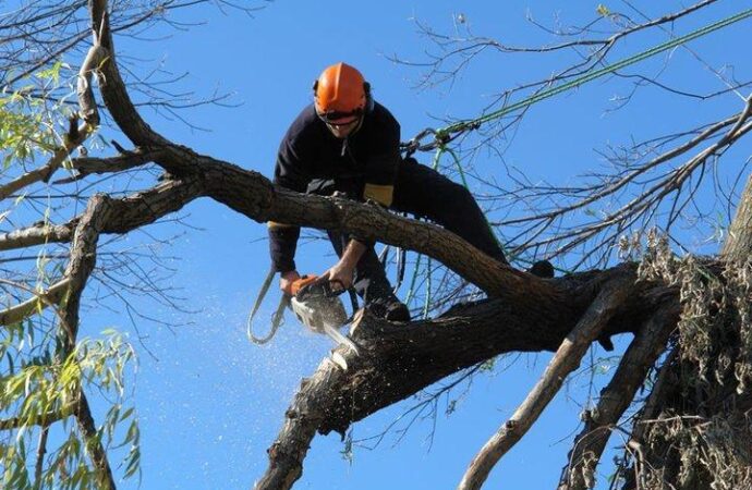 Weston-South Florida Tree Trimming and Stump Grinding Services-We Offer Tree Trimming Services, Tree Removal, Tree Pruning, Tree Cutting, Residential and Commercial Tree Trimming Services, Storm Damage, Emergency Tree Removal, Land Clearing, Tree Companies, Tree Care Service, Stump Grinding, and we're the Best Tree Trimming Company Near You Guaranteed!