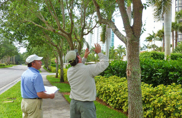 Arborist-Consultations-Near me-South Florida Tree Trimming and Stump Grinding Services
