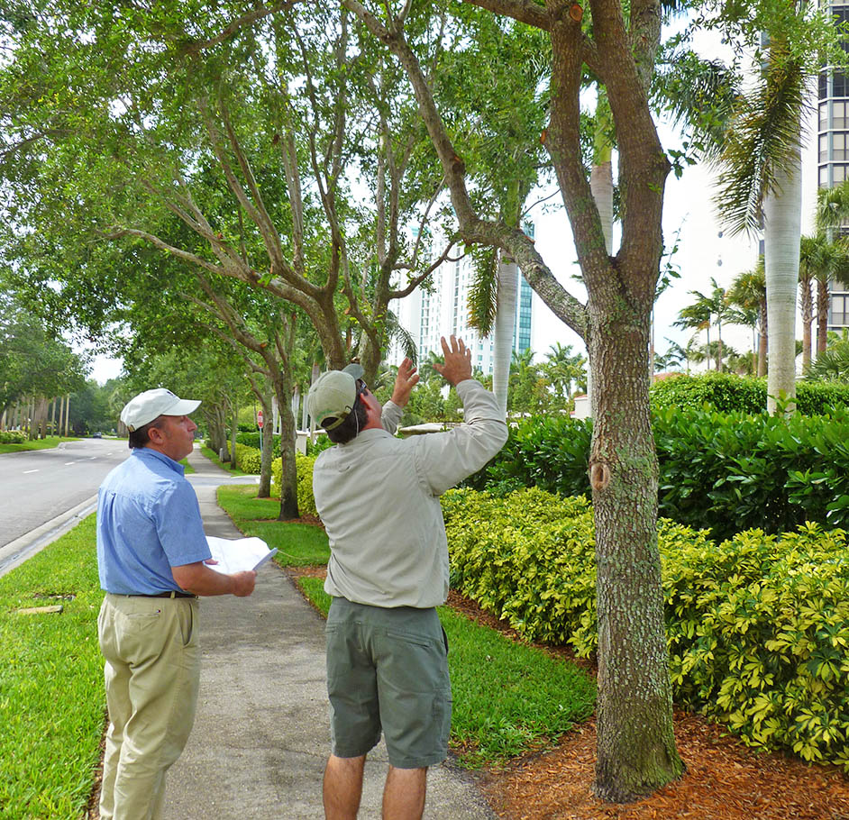 Arborist-Consultations-Near me-South Florida Tree Trimming and Stump Grinding Services