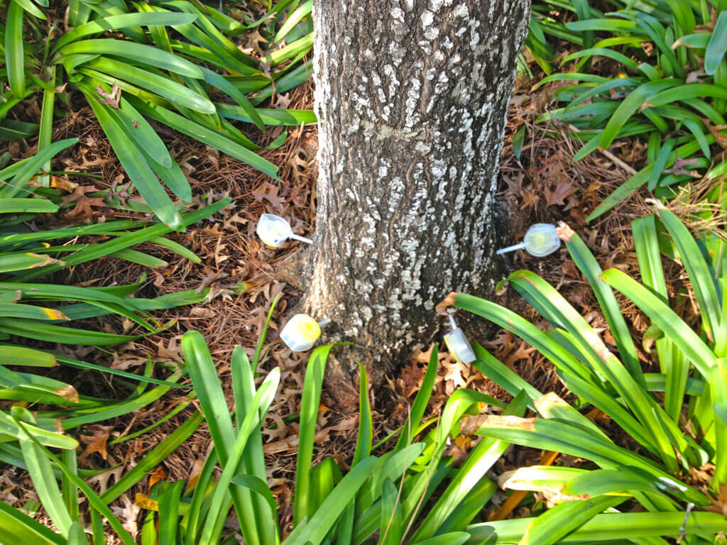 Deep-Root-Injection-Near Me-South Florida Tree Trimming and Stump Grinding Services