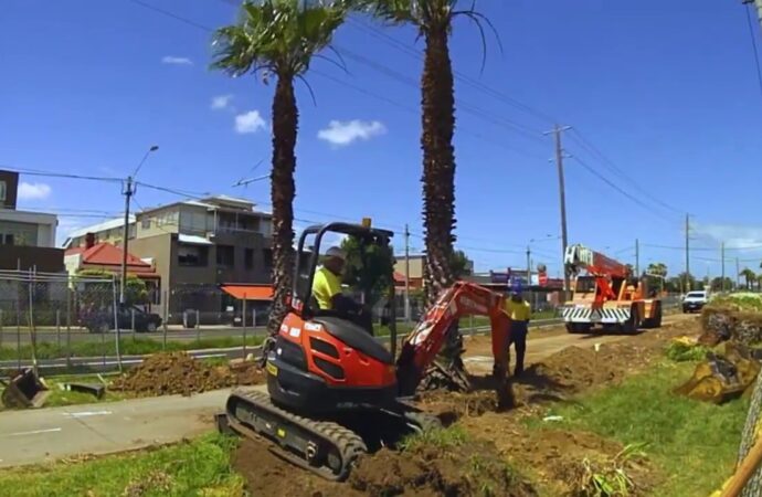 Palm-Tree-Removal-Near Me-South Florida Tree Trimming and Stump Grinding Services