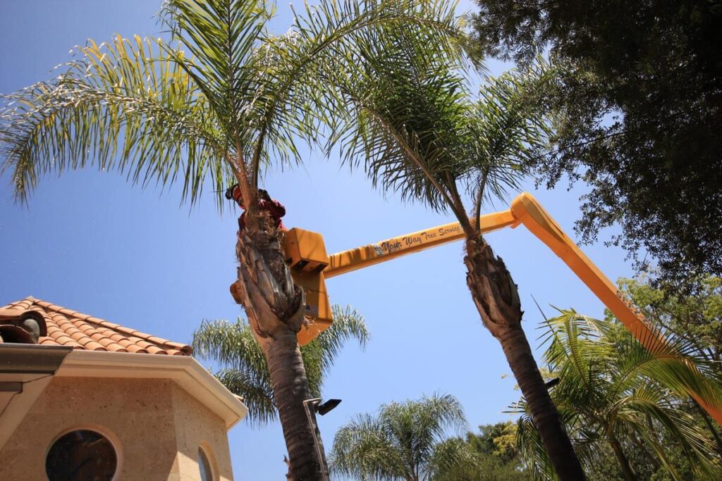 Palm-Tree-Trimming-Near Me-South Florida Tree Trimming and Stump Grinding Services