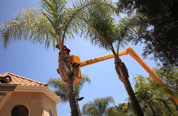Palm-Tree-Trimming-Near Me-South Florida Tree Trimming and Stump Grinding Services