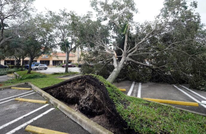 Storm-Damage-Near-Me-South Florida Tree Trimming and Stump Grinding Services