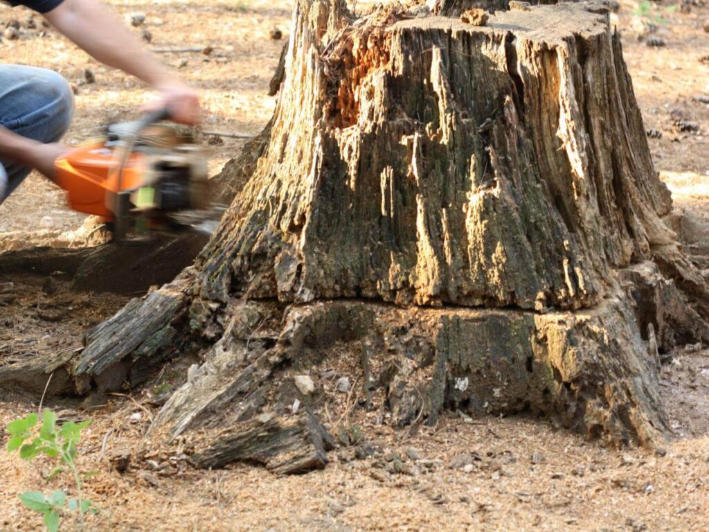 Stump-Removal-Near Me-South Florida Tree Trimming and Stump Grinding Services