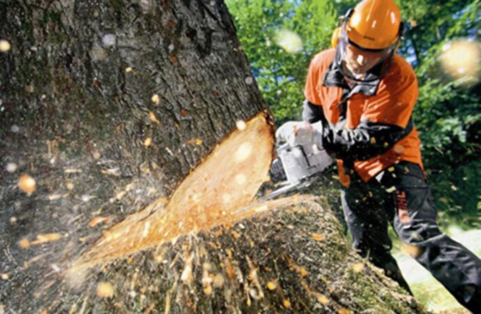 Tree-Cutting-Near Me-South Florida Tree Trimming and Stump Grinding Services