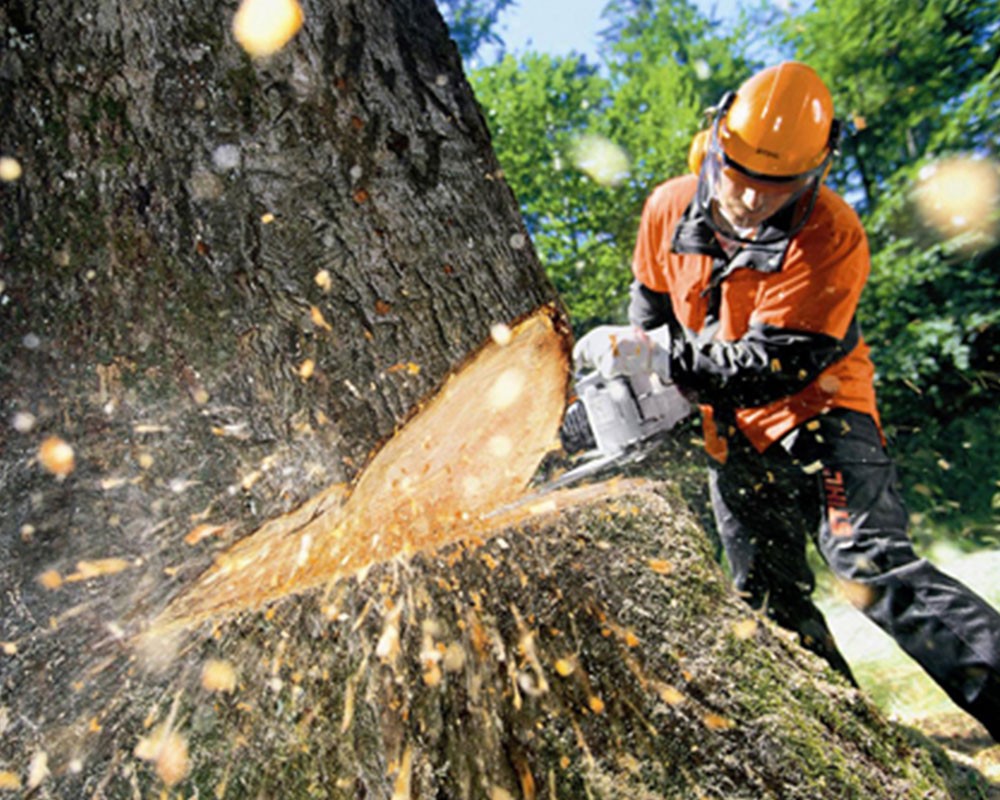 Tree-Cutting-Near Me-South Florida Tree Trimming and Stump Grinding Services
