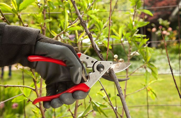 Tree-Pruning-Near Me-South Florida Tree Trimming and Stump Grinding Services