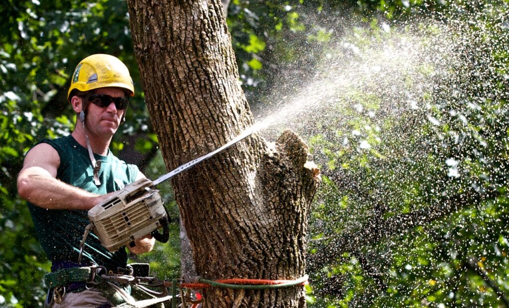 Tree-Trimming-Near Me-South Florida Tree Trimming and Stump Grinding Services
