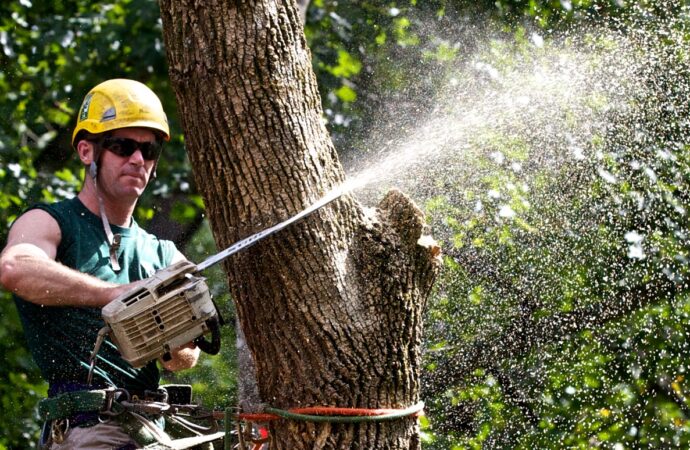 Tree-Trimming-Near Me-South Florida Tree Trimming and Stump Grinding Services