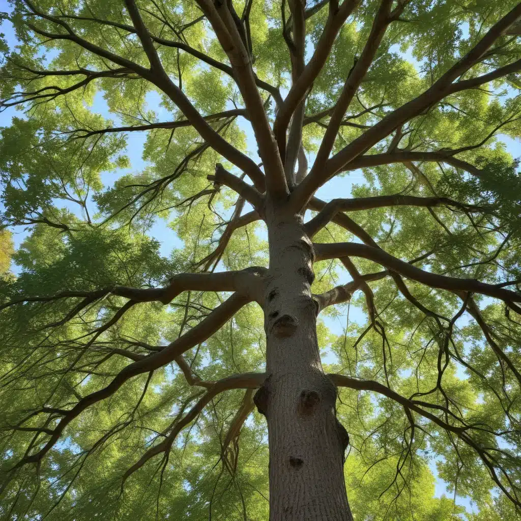 Canopy caretakers: Maintaining healthy, structurally sound tree crowns for longevity