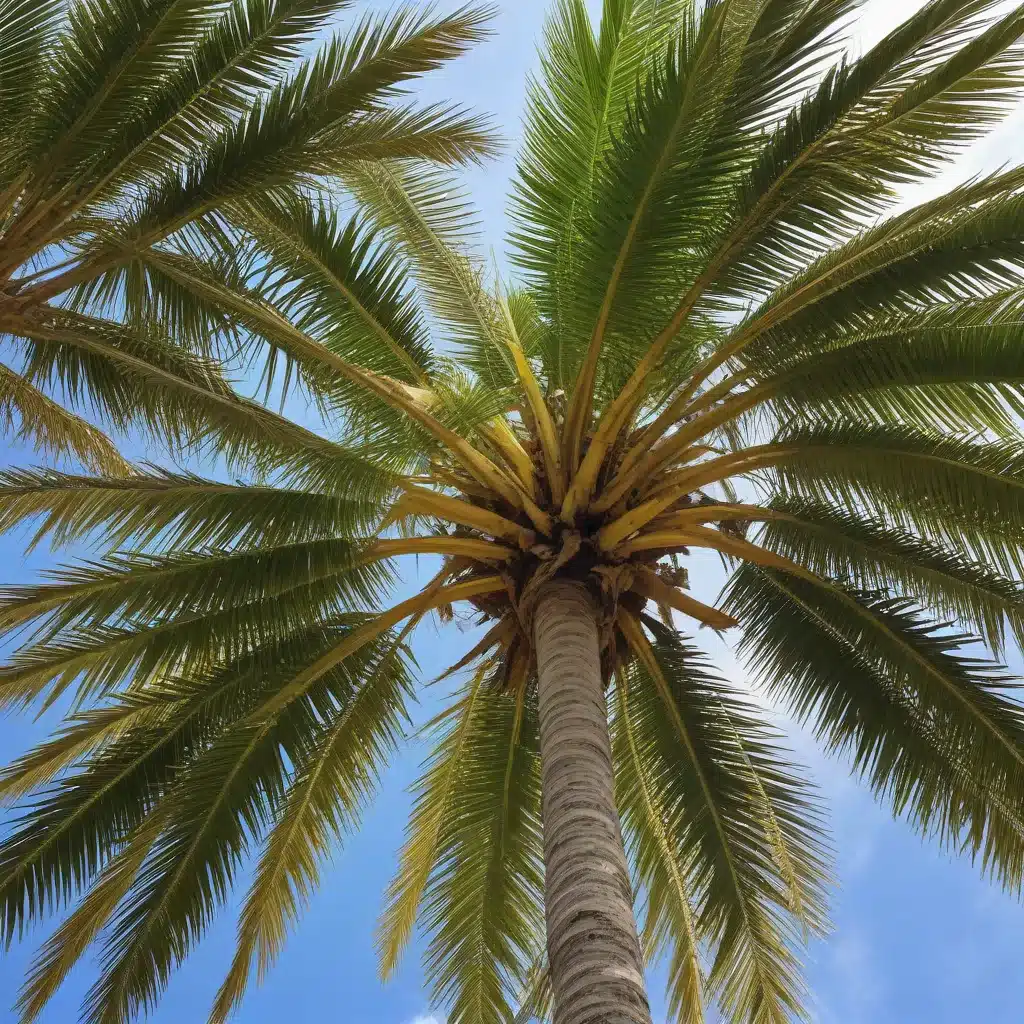 Caring for South Florida’s Iconic Palm Trees in the Subtropics