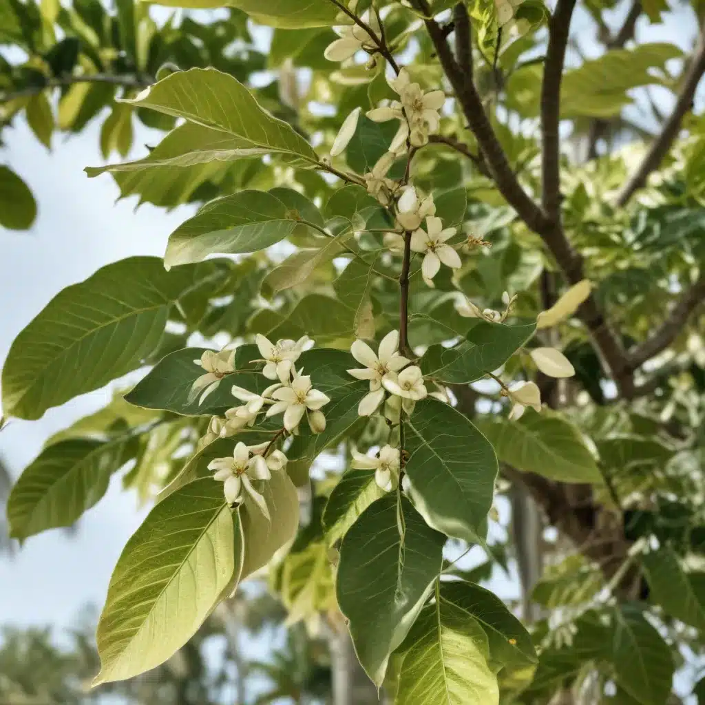 Combating the Scourge of the Ficus Whitefly in South Florida’s Urban Landscapes
