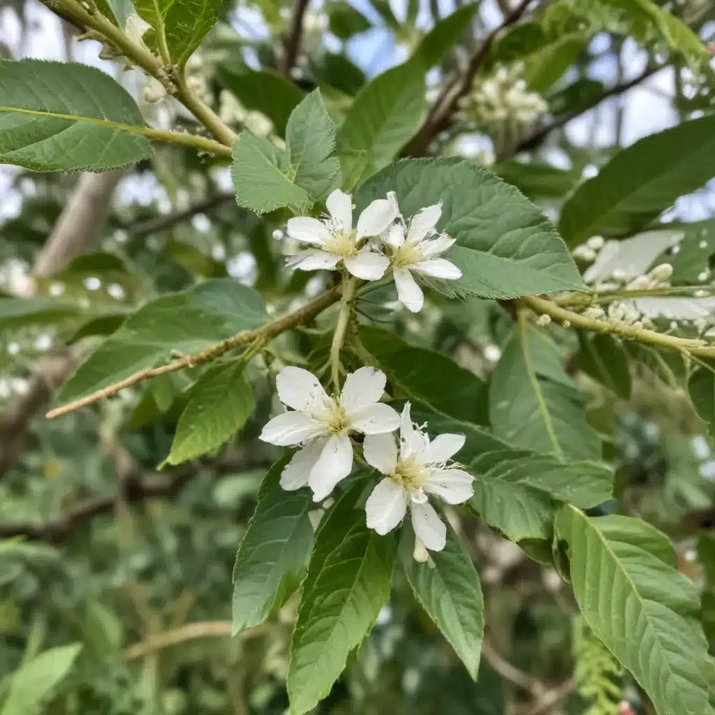 Combating the Scourge of the Spiraling Whitefly in South Florida Trees