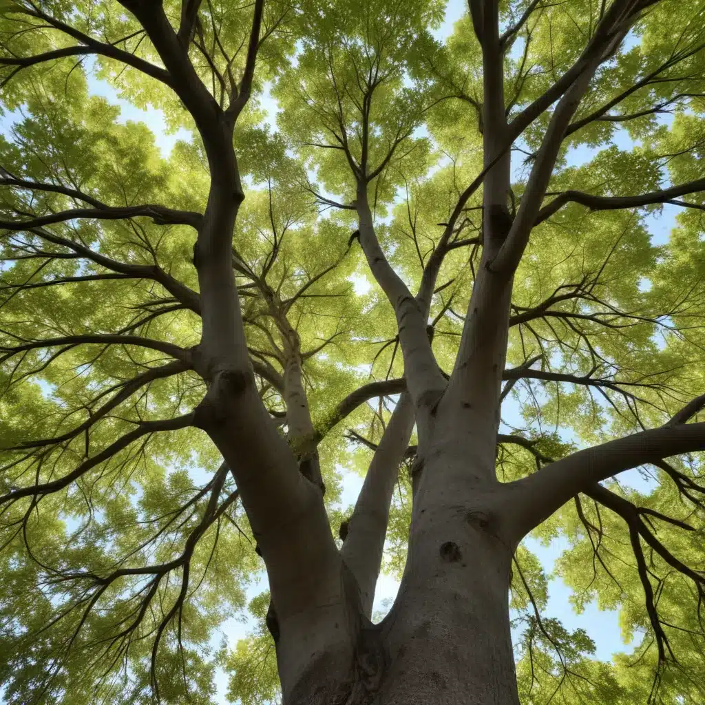 Leafy legacies: Celebrating the cultural and ecological value of native trees