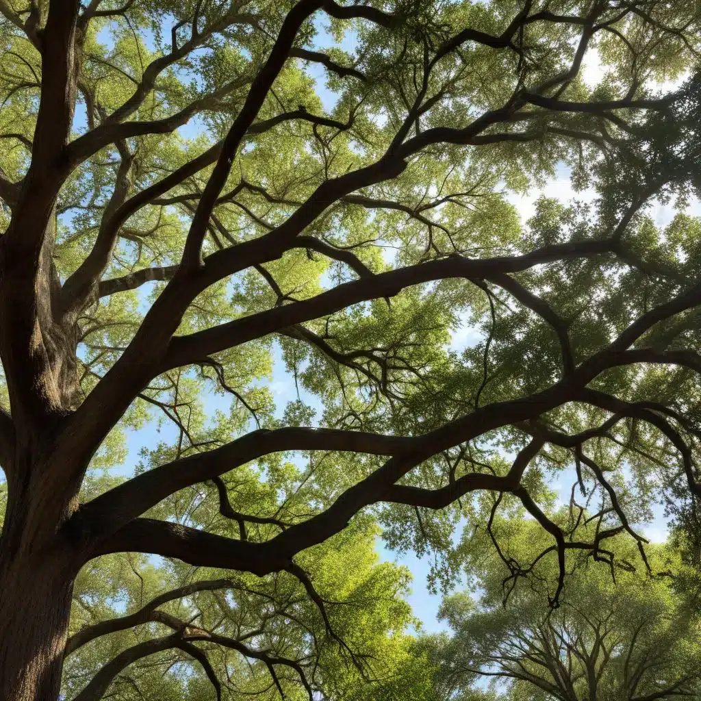 Navigating the Challenges of Oak Decline in South Florida’s Urban Forests