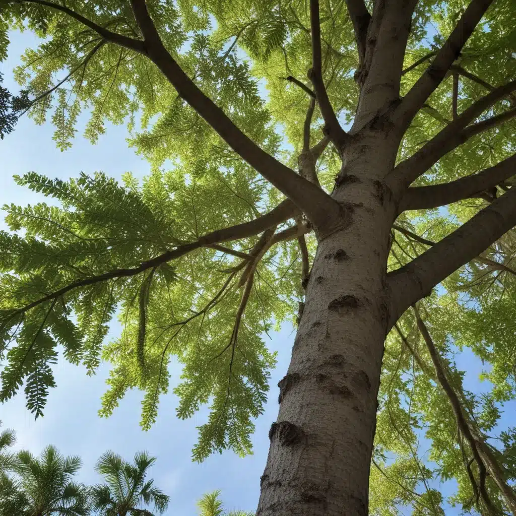 Navigating the Challenges of the Thousand Cankers Disease in South Florida’s Urban Forests