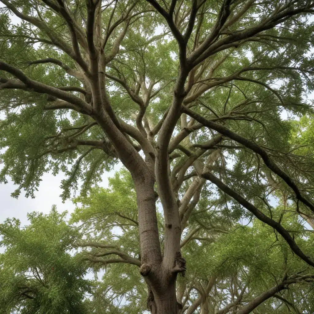 Preparing South Florida’s Trees for Hurricane Season: Permit Requirements