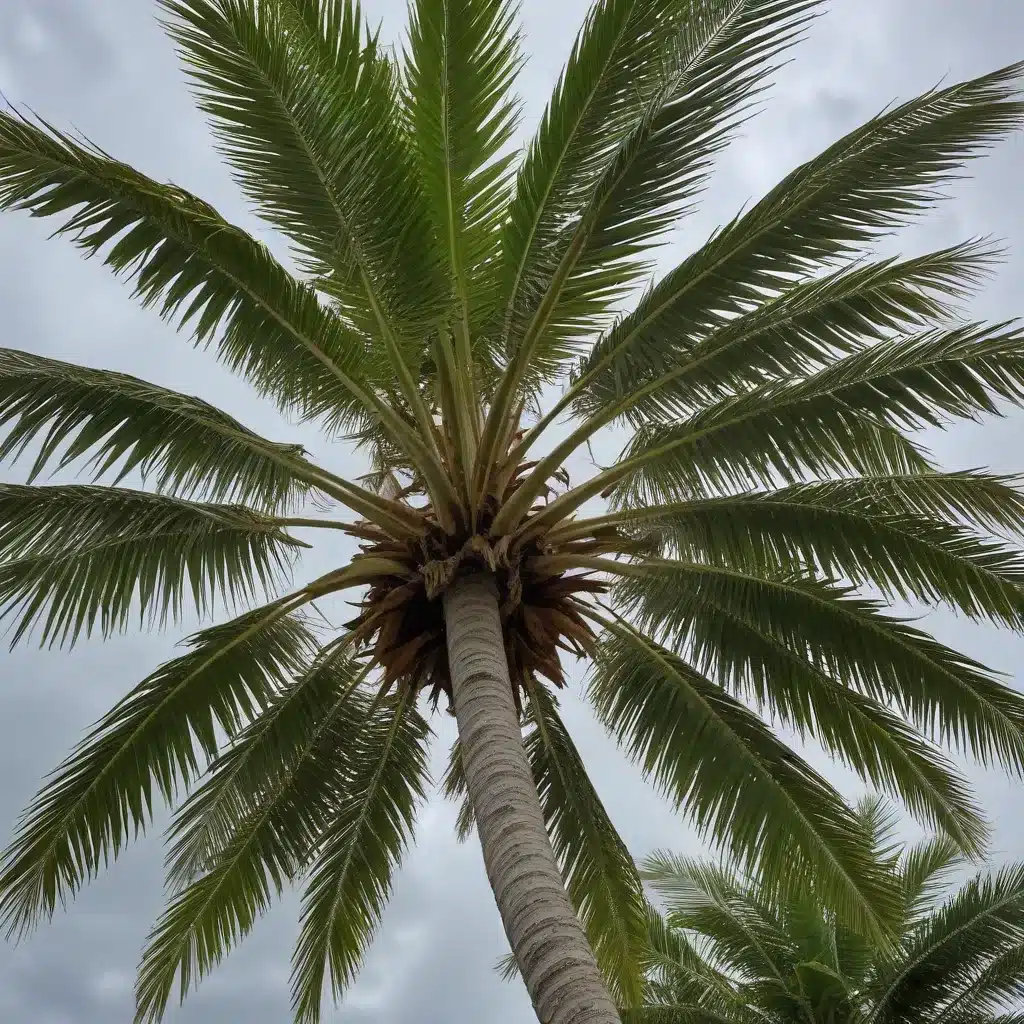 Preparing Your Palms and Tropicals for the Approaching Storm Season
