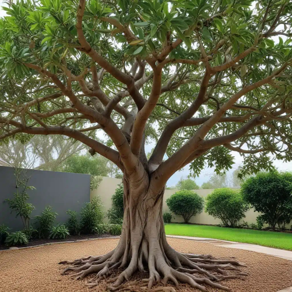 Preventing Storm Damage to Your Ornamental Fig and Ficus Trees