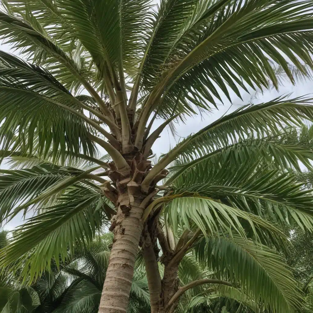 Pruning Your Palms and Tropicals Before the Storm Season