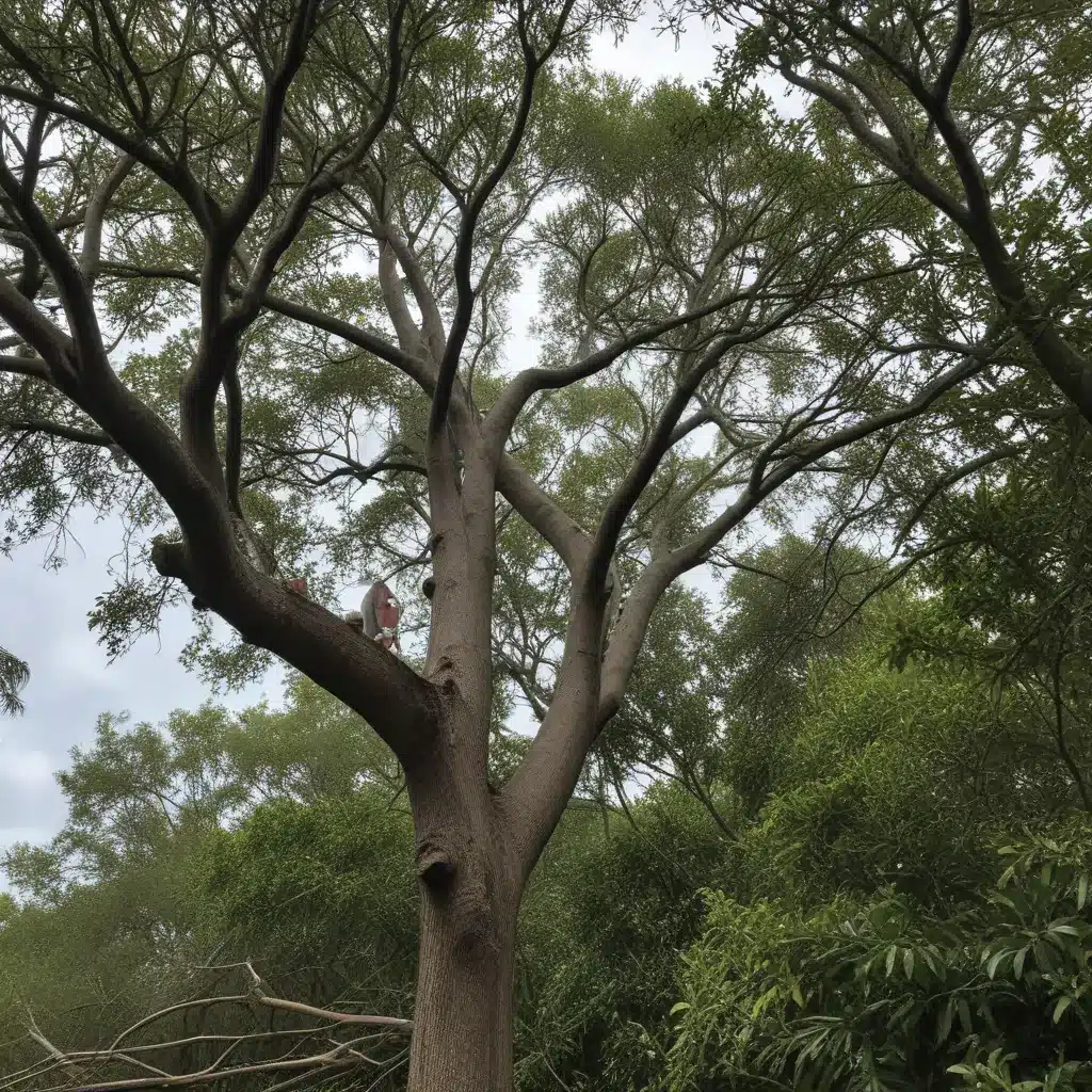 Restoring Tree Canopy After Major Storm Events in South Florida