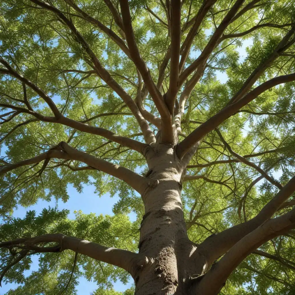 Tree Transplantation Regulations: What South Florida Homeowners Need to Know