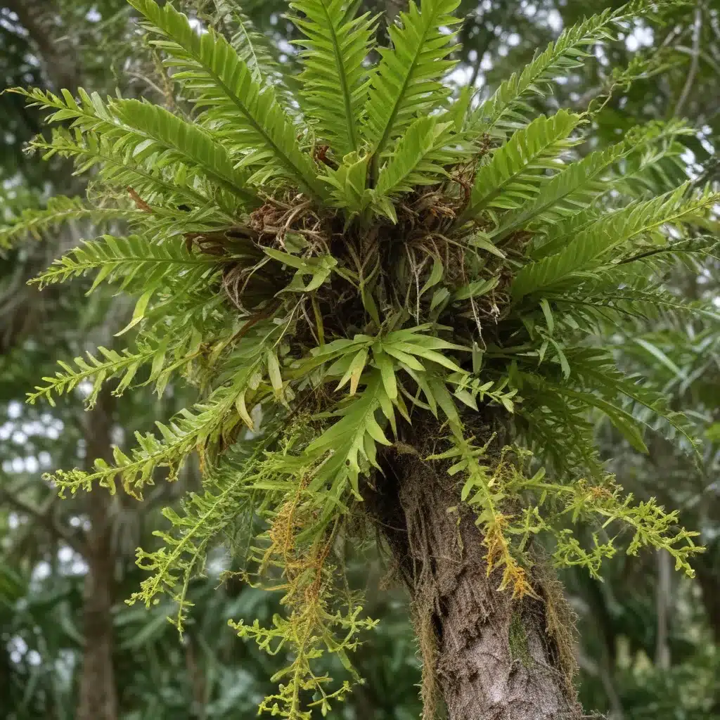 Uncovering the Hidden Threats: Identifying and Managing Parasitic Epiphytes in South Florida Trees